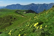 16 Estese gialle fioriture di pulsatilla alpina sulfurea lungo il sentiero